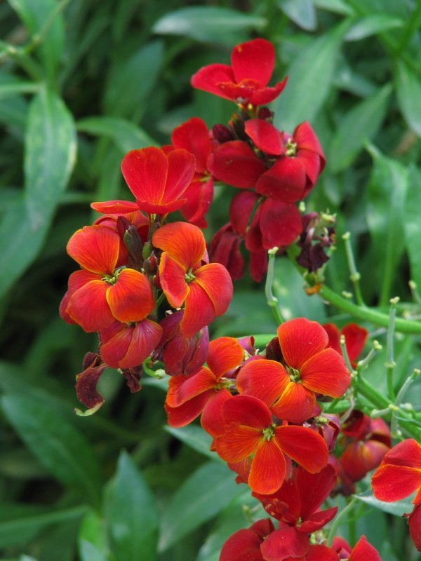 Желтушник (Erysimum)