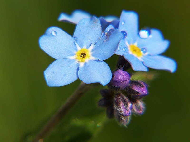 Незабудка Лесная Myosotis sylvatica