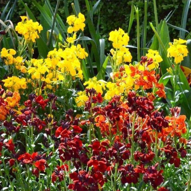 Erysimum cheiri