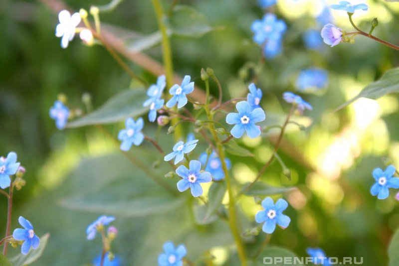 Незабудка Лесная Myosotis sylvatica