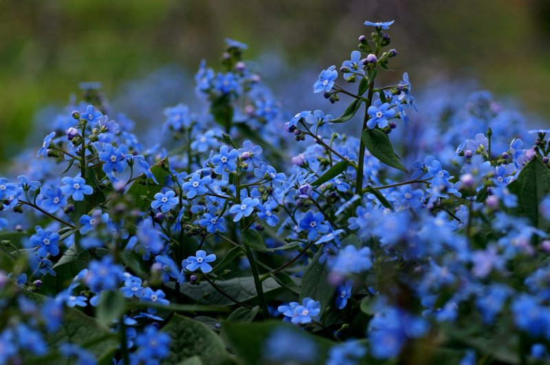 Незабудка Полевая (Myosotis arvensis)