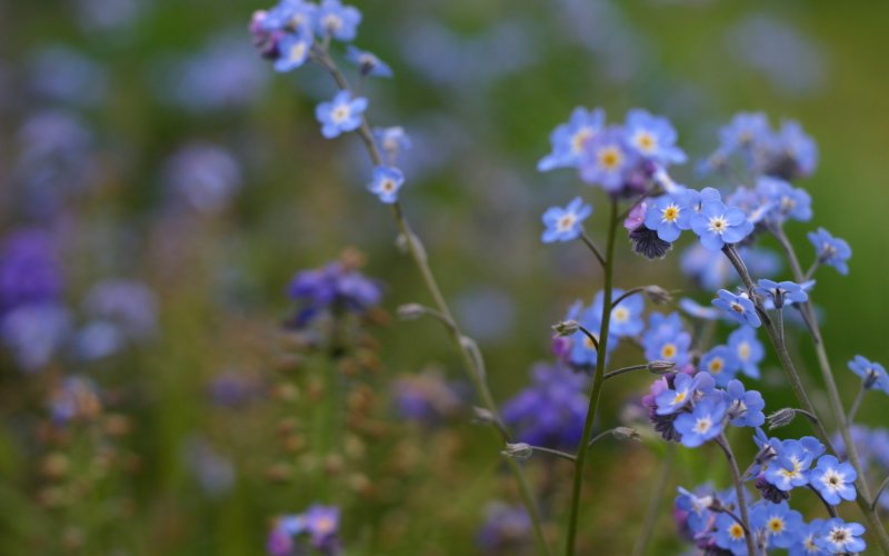 Цветок Myosotis alpestris,