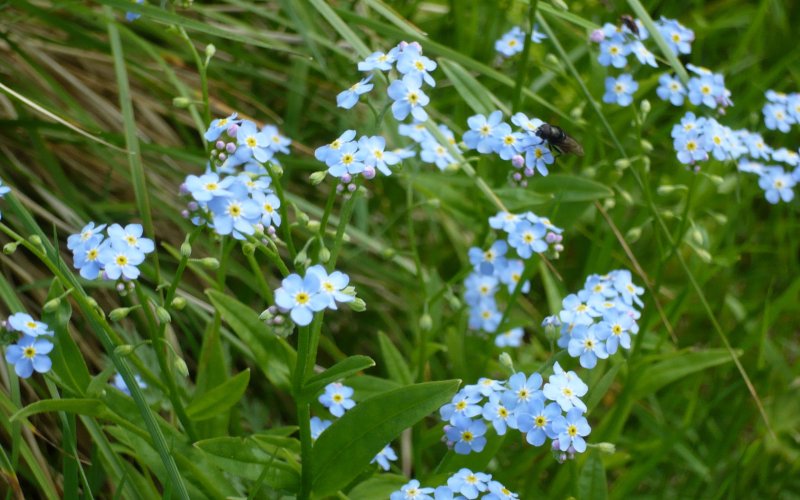 Цветок Myosotis alpestris,