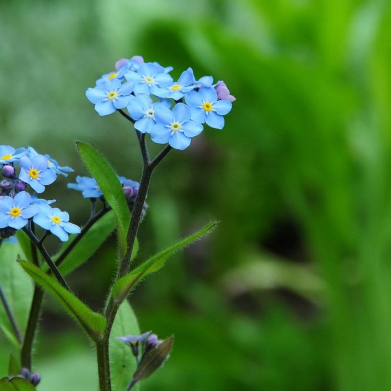 Незабудка Полевая (Myosotis arvensis)