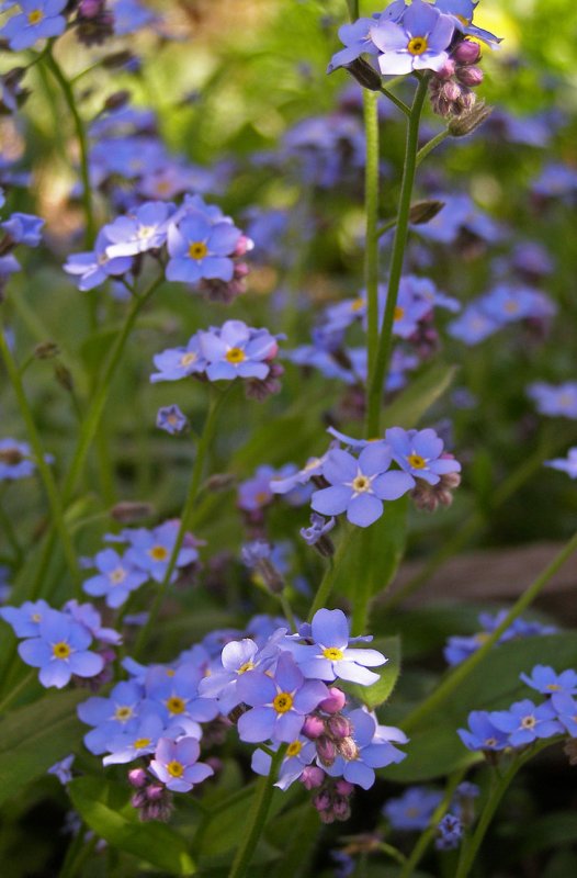 Незабудка Полевая (Myosotis arvensis (l.) Hill)
