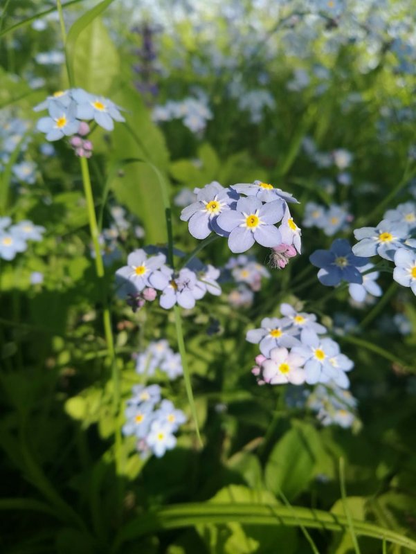 Незабудка Myosotis Myomark