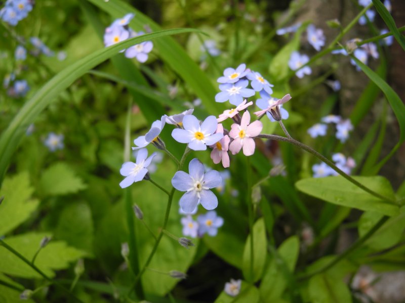 Незабудка Полевая (Myosotis arvensis)