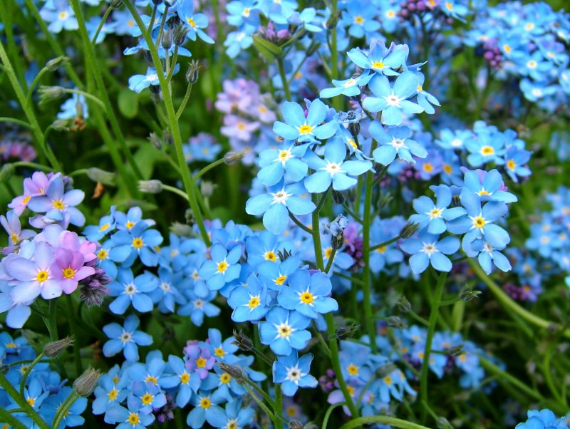 Незабудка Енисейская – Myosotis jenisseensis