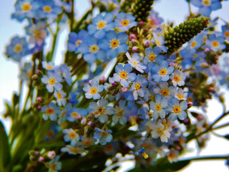 Незабудка Лесная Myosotis sylvatica