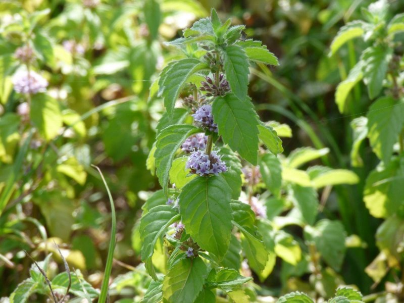Мята Полевая (Méntha arvénsis)
