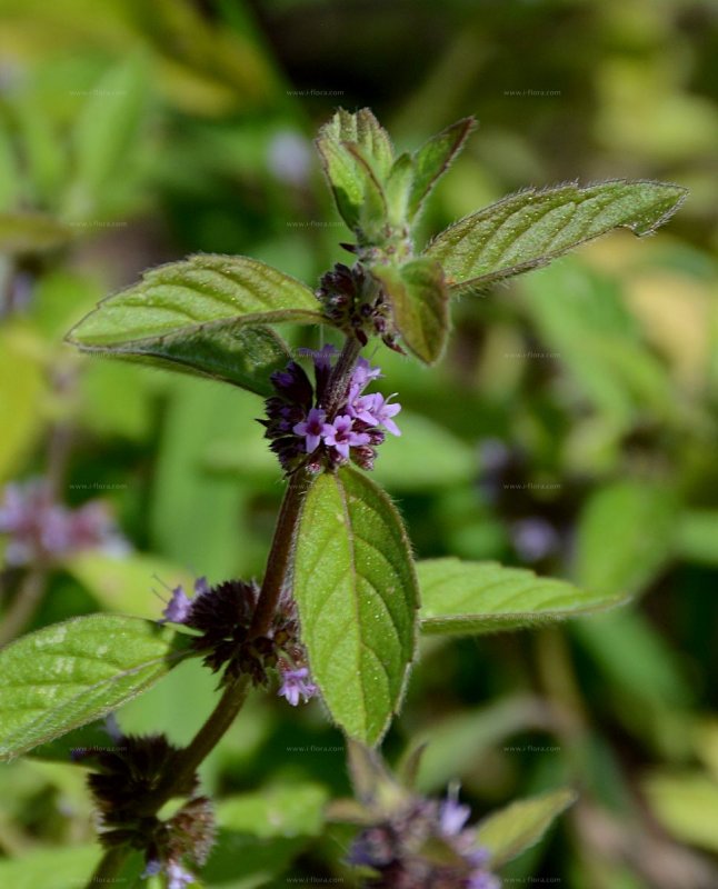 Мята Полевая (Mentha arvensis)