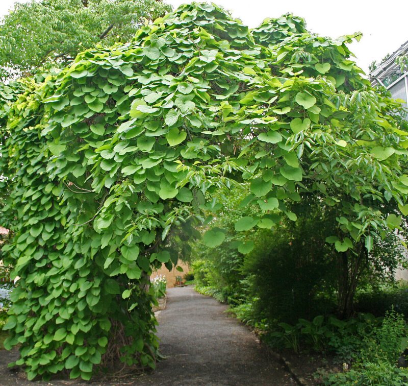 Кирказон (Aristolochia)