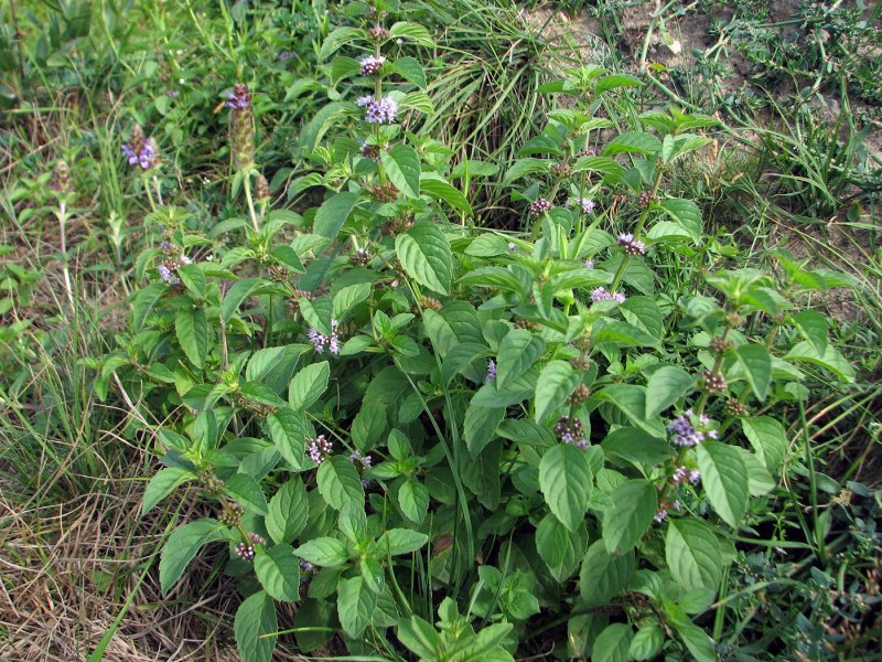 Mentha arvensis