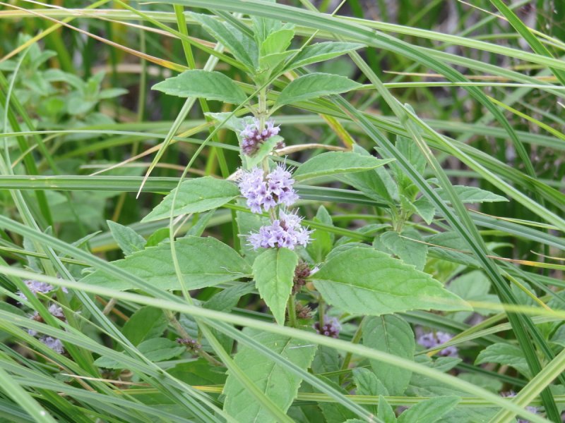 Mentha arvensis