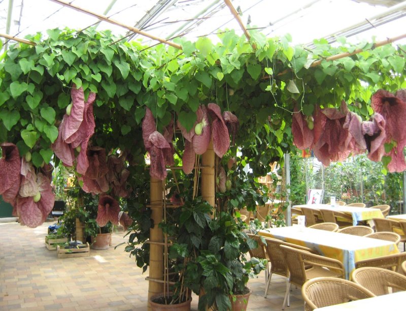 Aristolochia Sipho