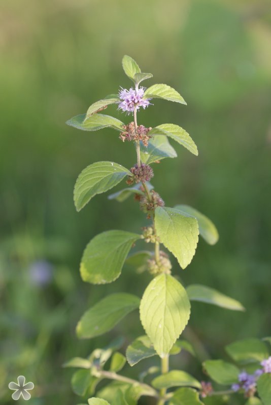 Mentha suaveolens