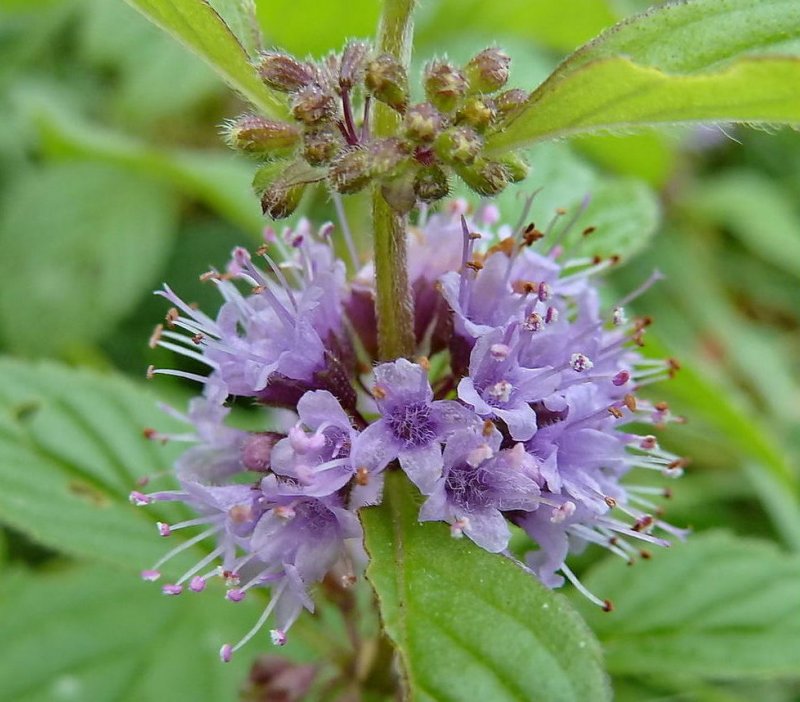 Mentha arvensis