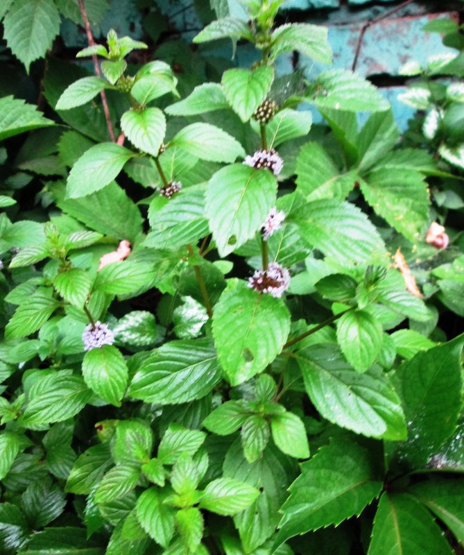 Mentha gentilis