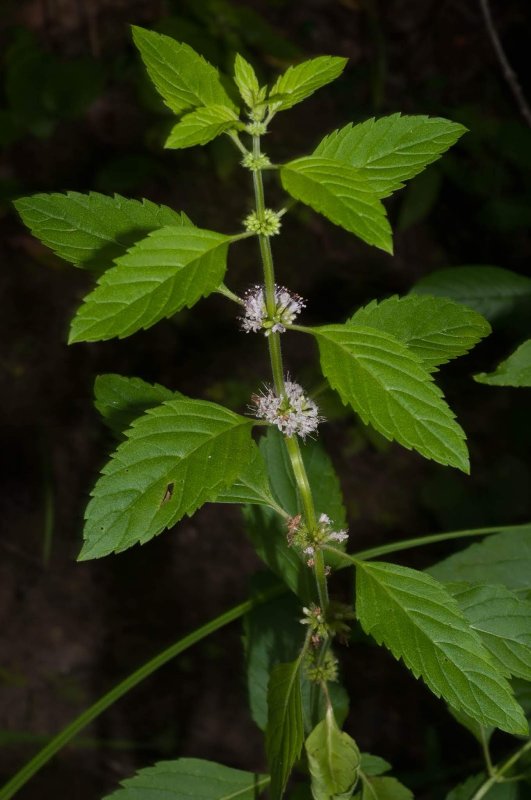Мята Полевая (Mentha arvensis)