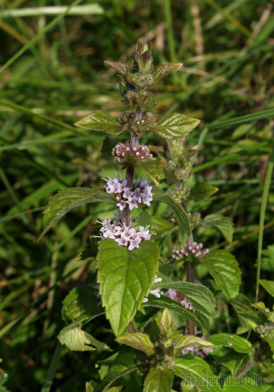 Mentha arvensis