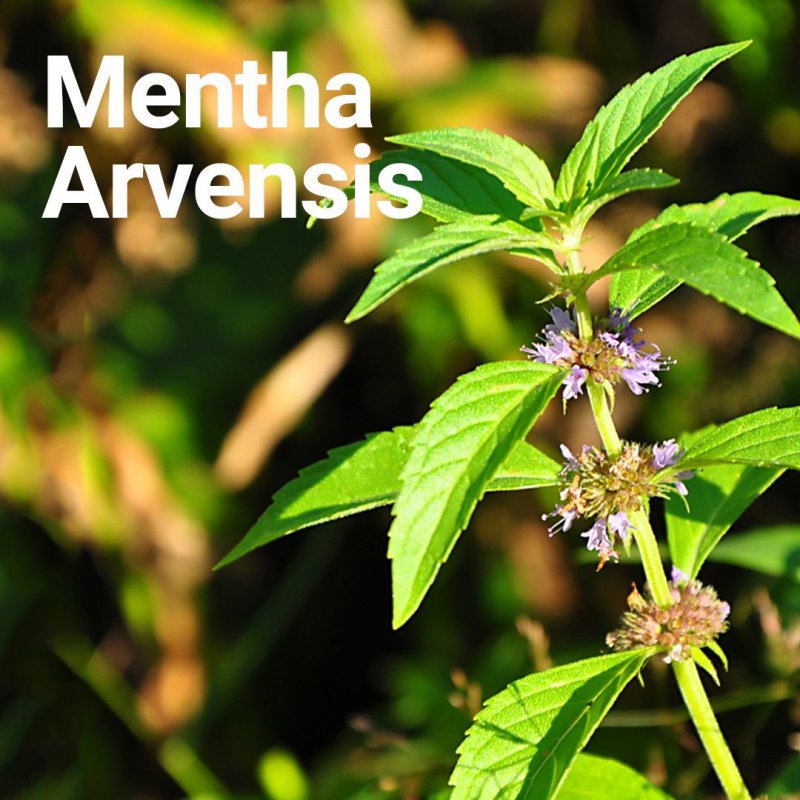 Мята Полевая (Mentha arvensis)