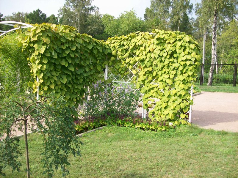 Кирказон и клематис