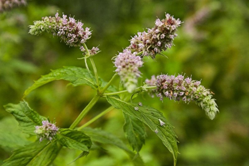 Мята Mentha spicata Moroccan
