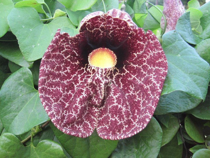Кирказон ломоносовидный (Aristolochia clematitis