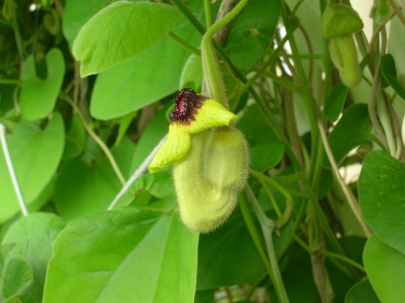 Aristolochia clematitis