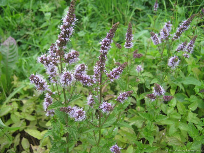 Мята Полевая (Mentha arvensis)