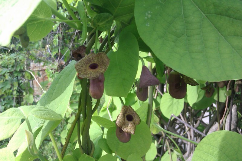 Кирказон маньчжурский (Aristolochia manshuriensis)