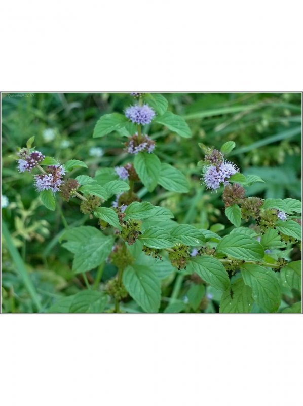 Мята перечная (Mentha piperita)