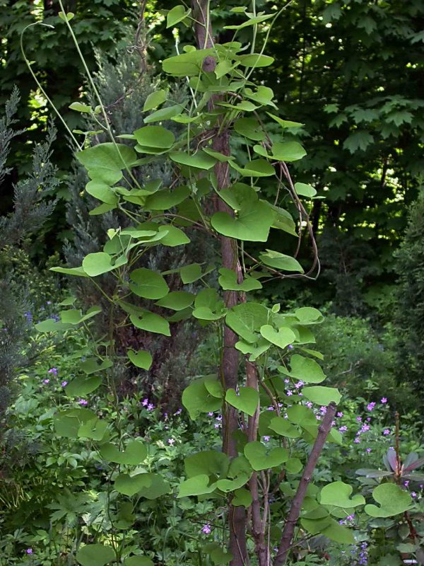 Аристолохия пуеблана Aristolochia pueblana