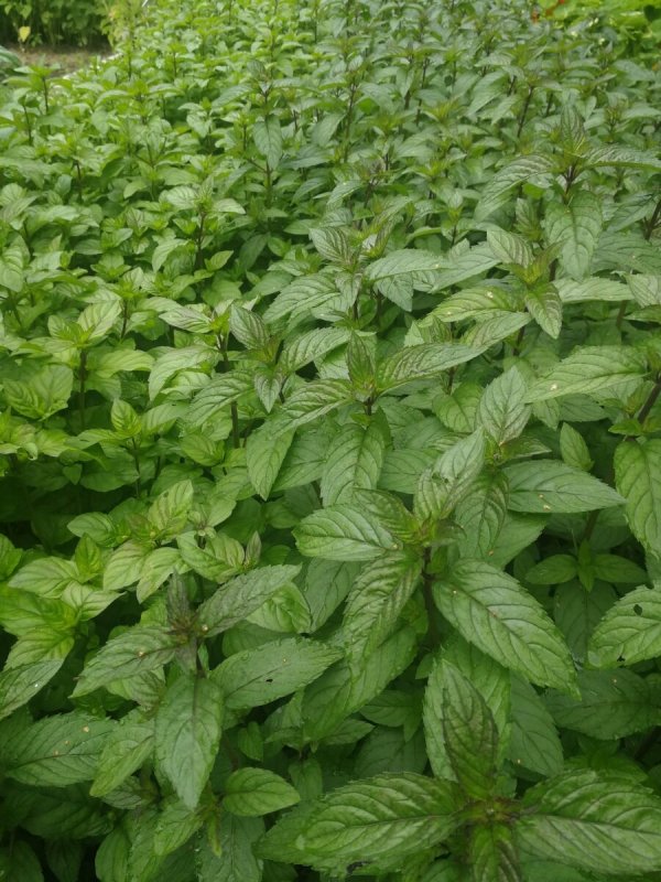 Mentha piperita стебель