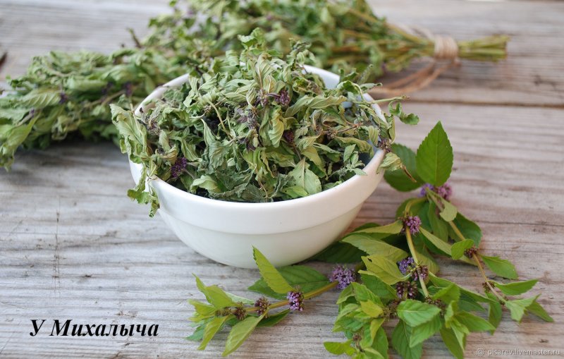 Мята длиннолистная (Mentha longifolia l.)
