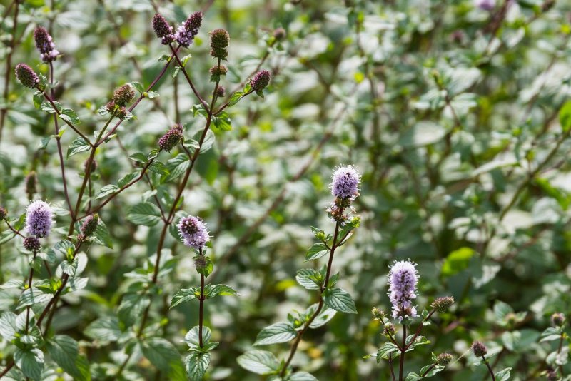 Мята Mentha spicata Moroccan