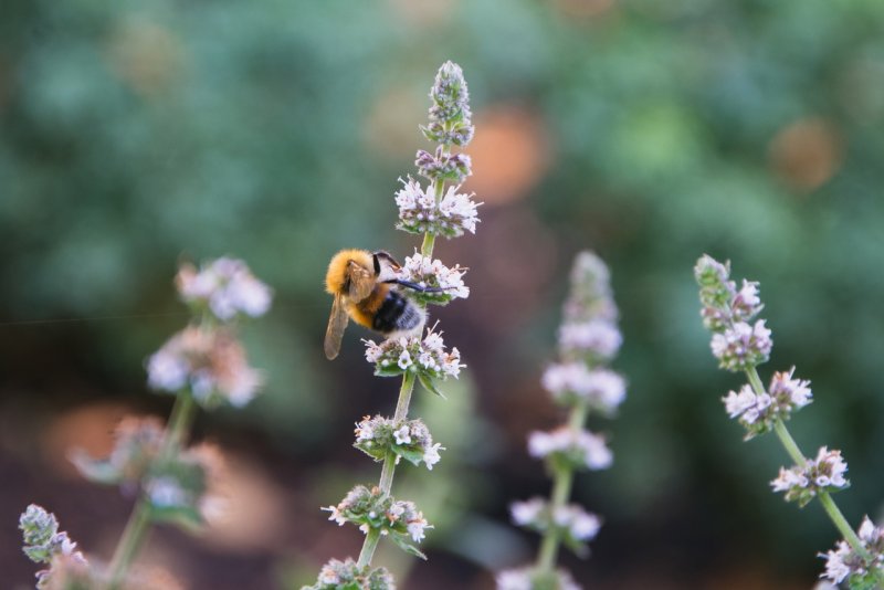 Мята длиннолистная (Mentha longifolia l.)