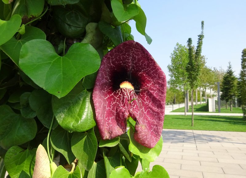 Лиана кирказон маньчжурский