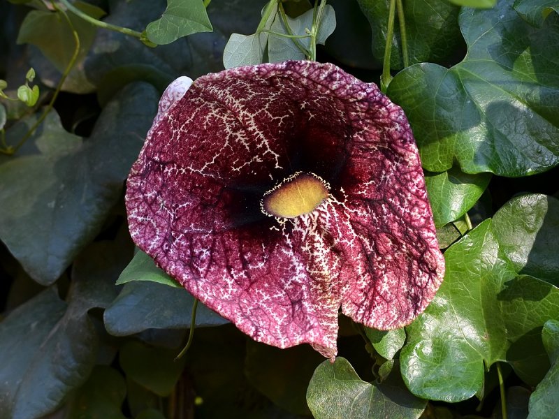 Aristolochia tomentosa