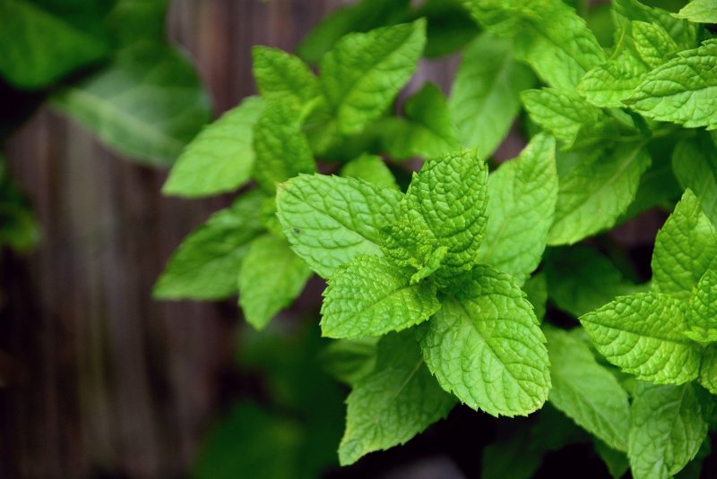 Шалфей мутовчатый (Salvia verticillata)