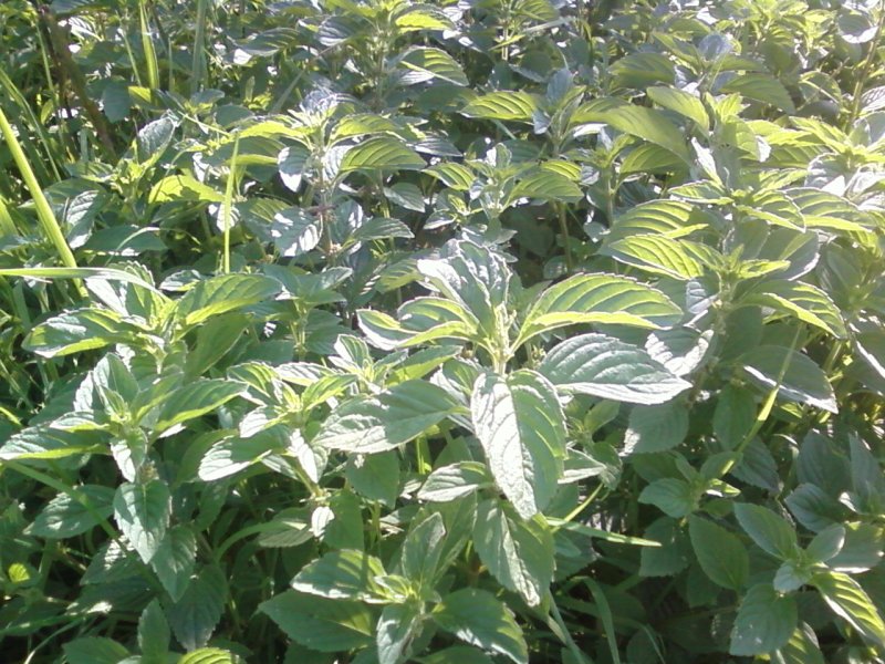 Mentha arvensis