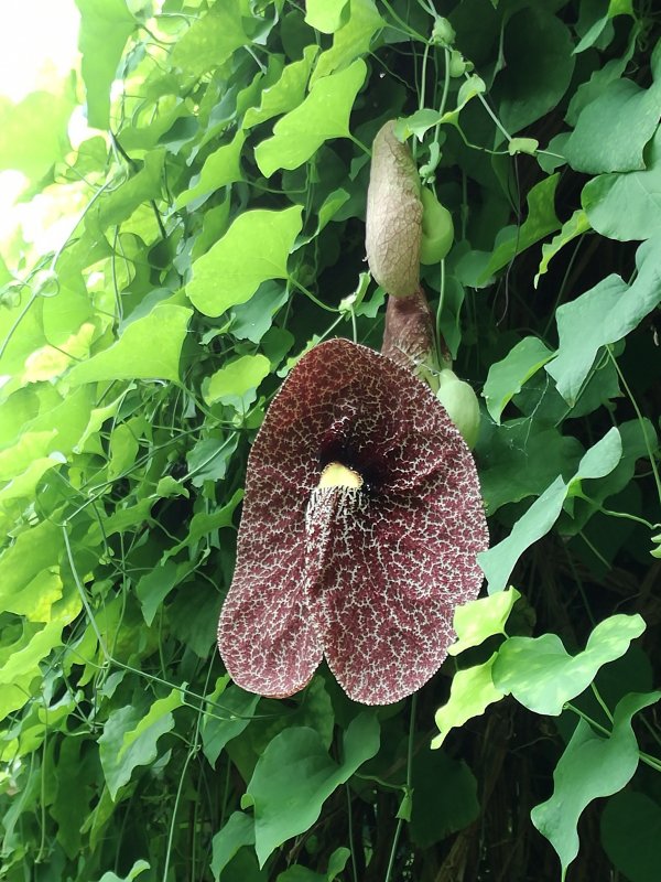 Кирказон маньчжурский (Aristolochia manshuriensis)