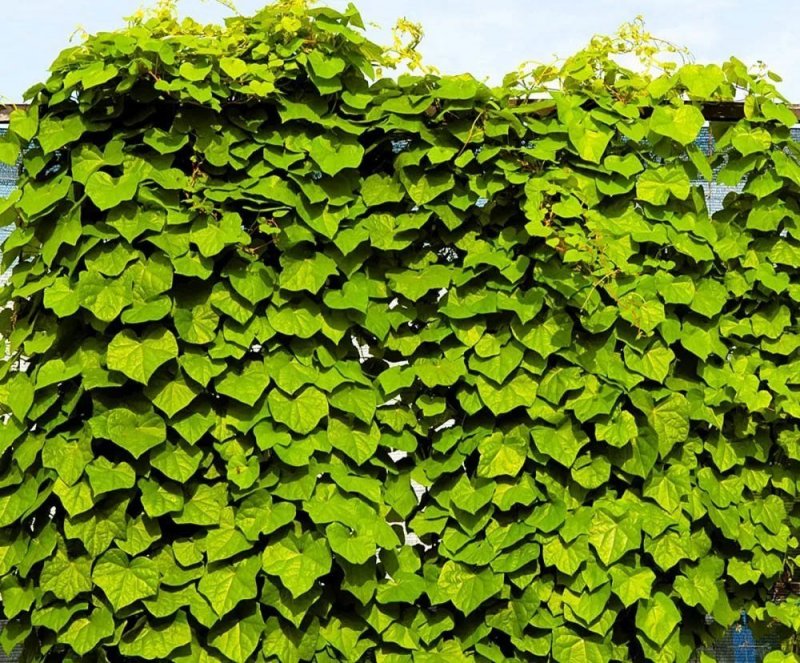 Aristolochia Salvadorensis
