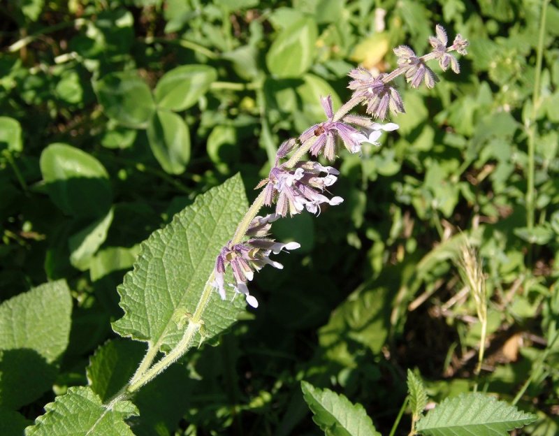 Мята колосковая(Mentha spicata l.)