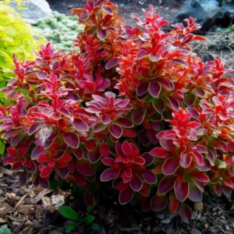 Барбарис Тунберга (Berberis thunbergii Golden Ring
