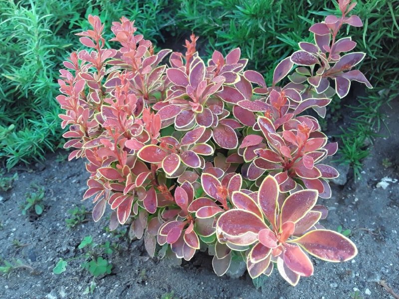 Барбарис Тунберга (Berberis thunbergii)