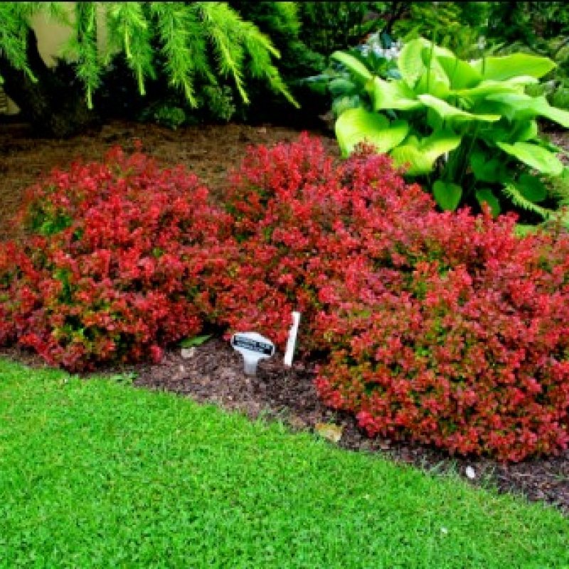 Berberis thunbergii Голден ринг