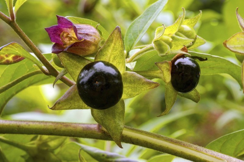 Belladonna растение