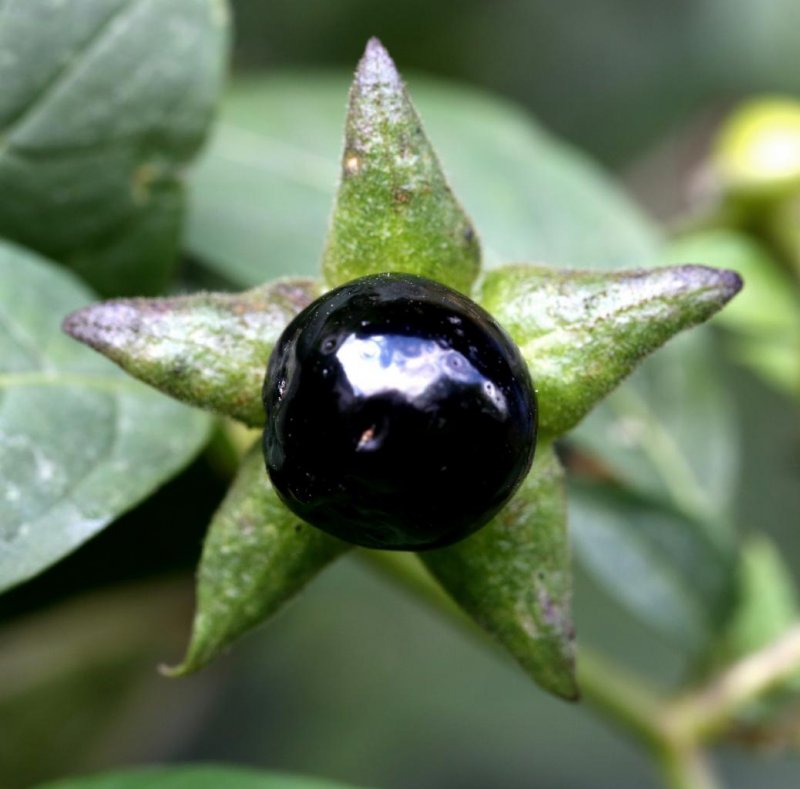 Красавка Кавказская Atropa Caucasica