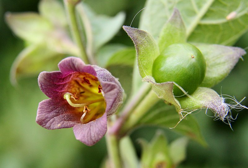 Красавка белладонна Atropa Belladonna